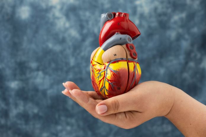 Uma mão segura cuidadosamente um modelo anatômico detalhado de um coração humano, simbolizando o cuidado e a importância do diagnóstico de doenças cardiovasculares.